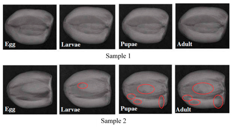 Figure 5