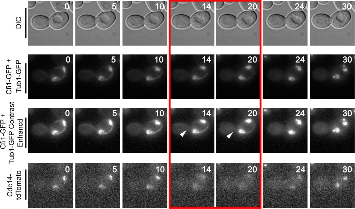 Figure 4—figure supplement 3.