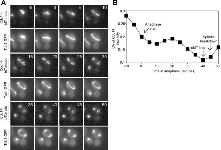 Figure 4—figure supplement 2.