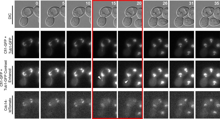 Figure 4—figure supplement 4.