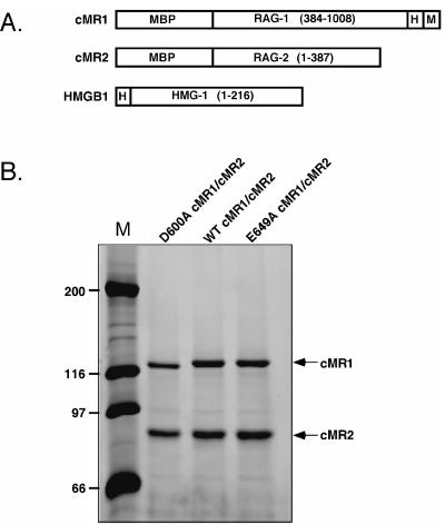 FIG. 1.