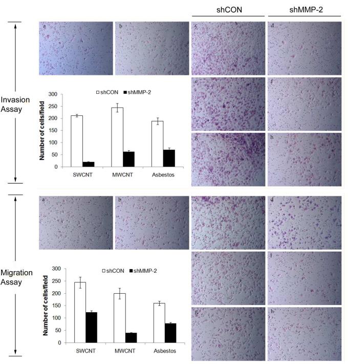 Chronic Exposure to Carbon Nanotubes Induces Invasion of Human ...