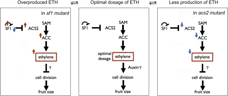 Figure 7.