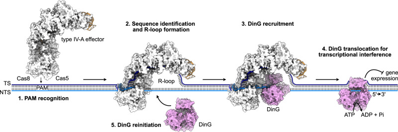 Fig. 9