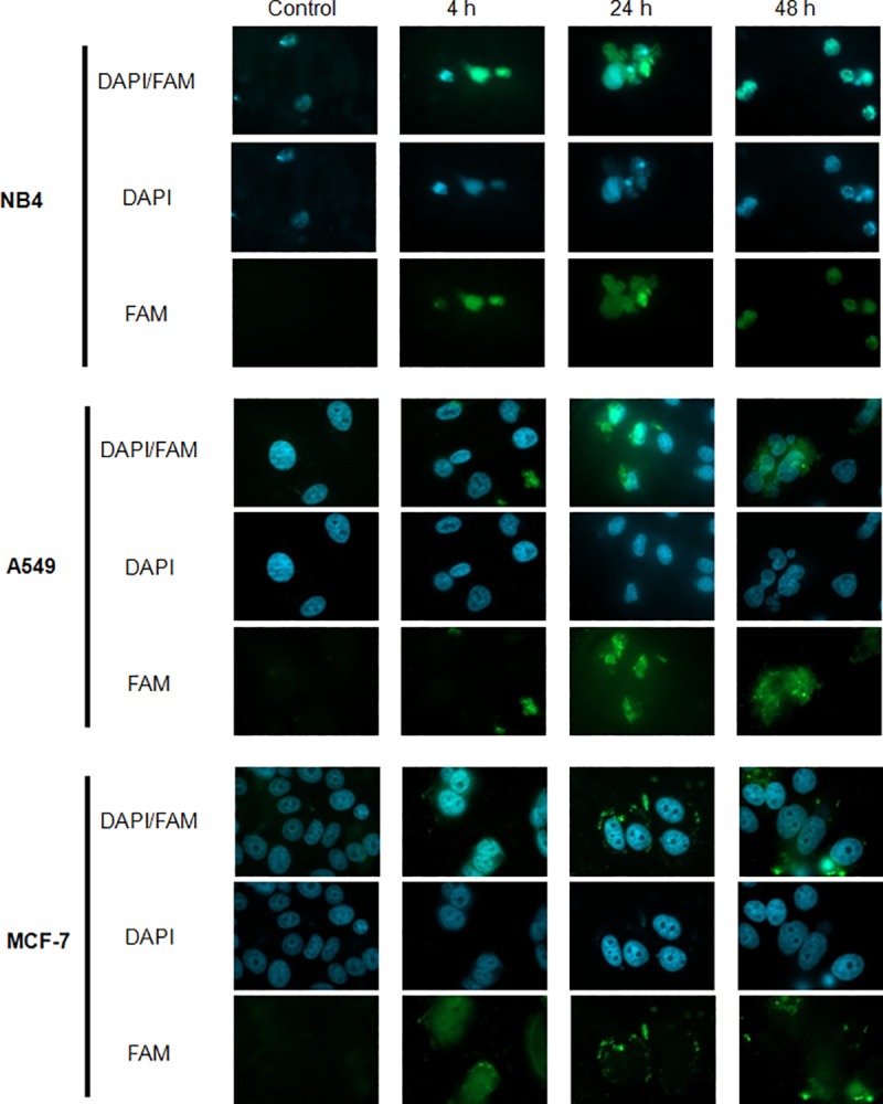 Fig 10