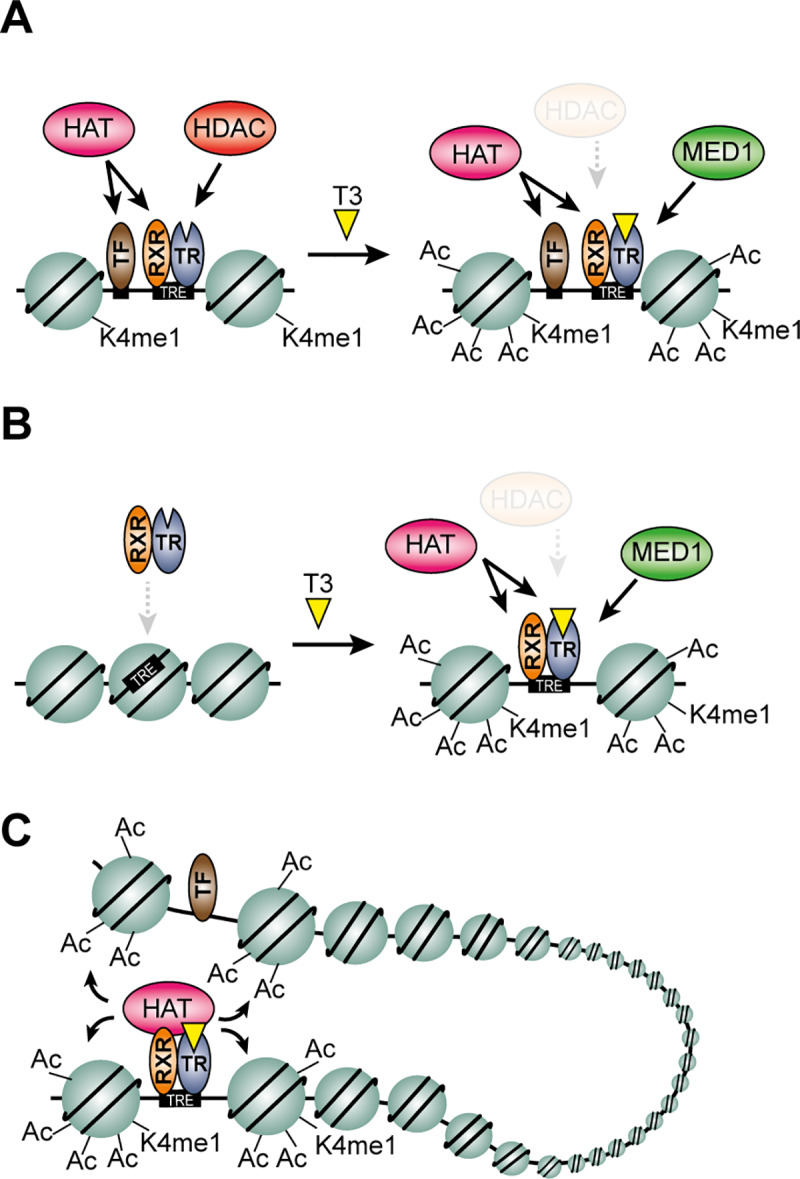 Fig 6