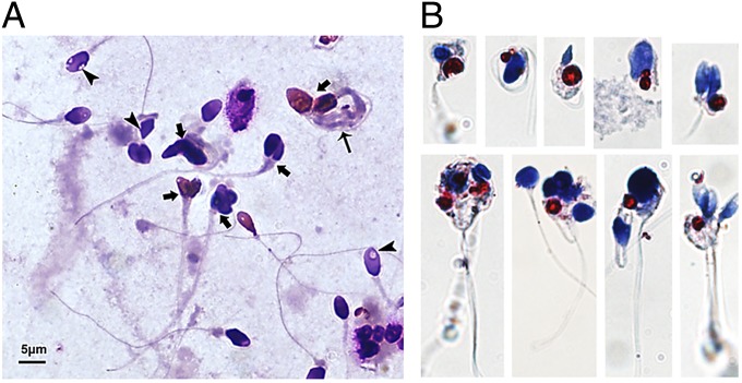 Fig. 2.