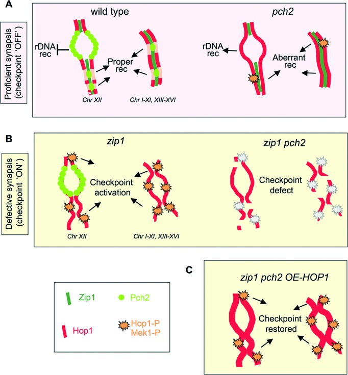 Figure 11.