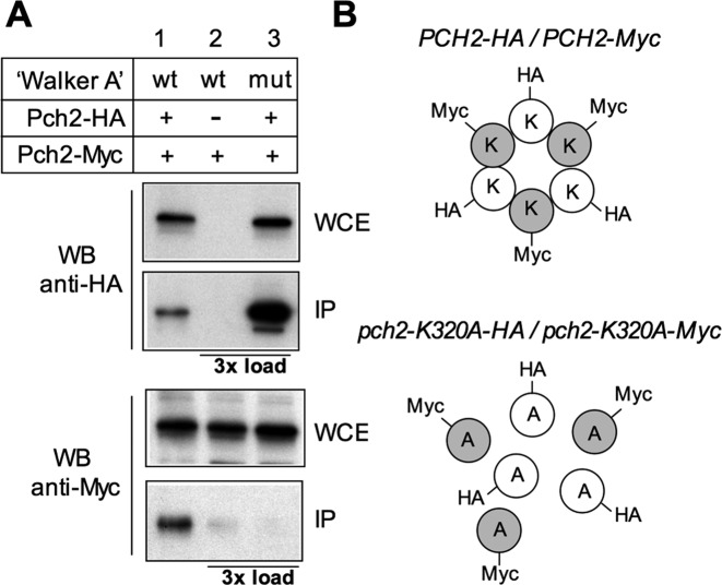 Figure 10.