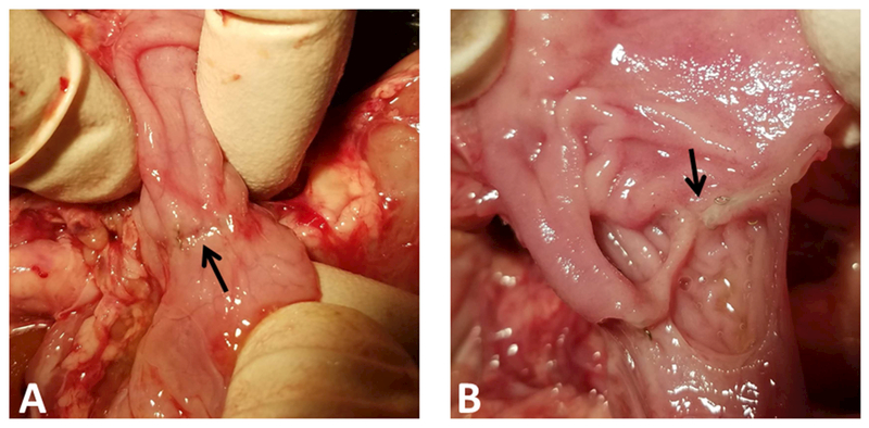 Figure 2: