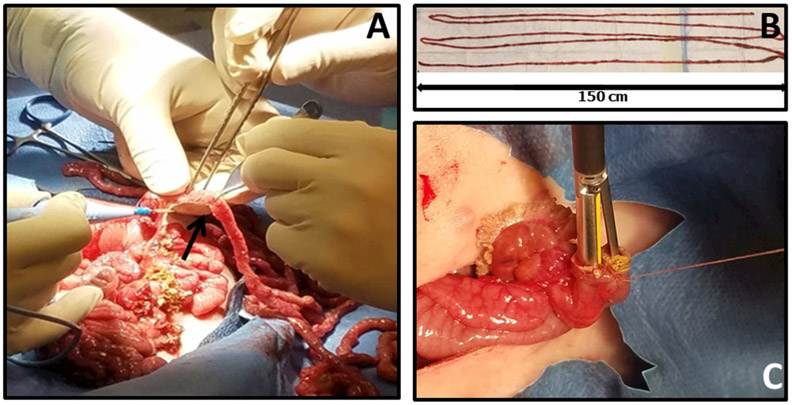 Figure 1: