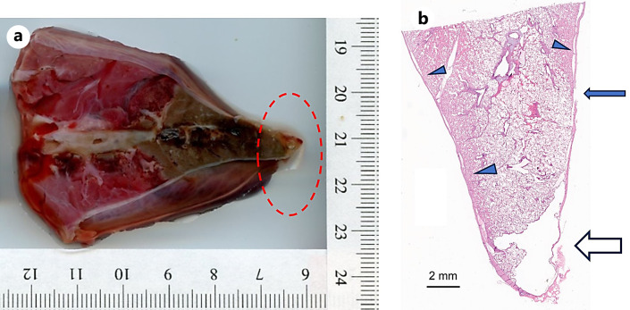 Fig. 7.