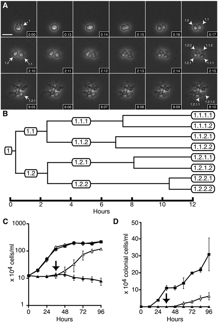 Multicellular development in a choanoflagellate pmc