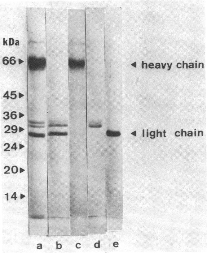 graphic file with name pnas00338-0129-a.jpg