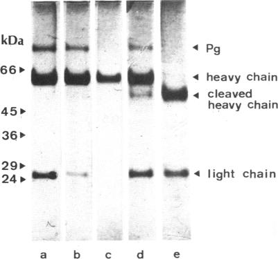 graphic file with name pnas00338-0128-a.jpg