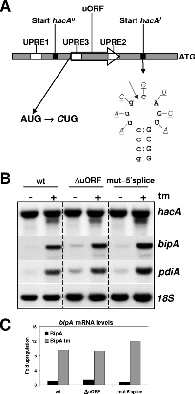 FIG. 2.