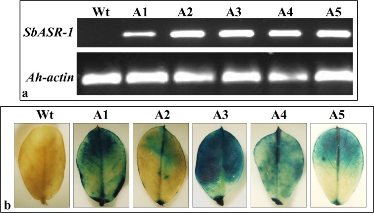 Fig 6