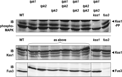 Figure 2.—