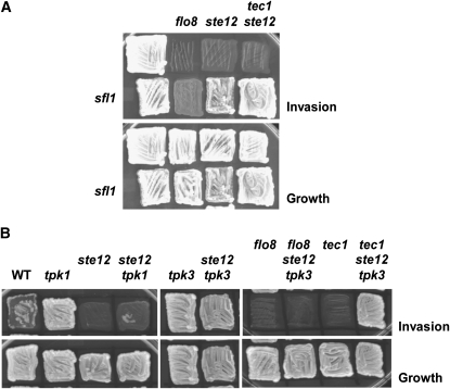 Figure 4.—