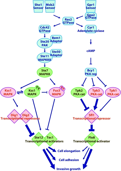 Figure 7.—