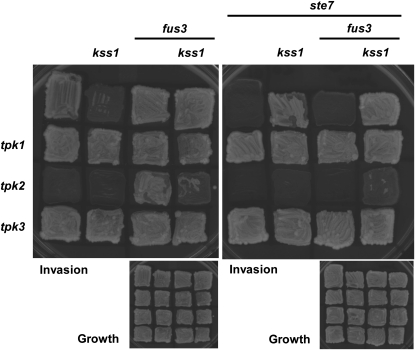 Figure 3.—