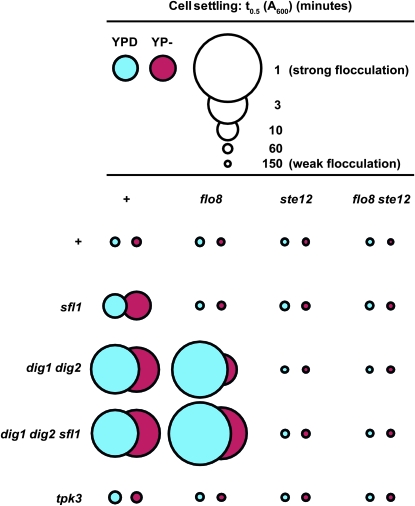 Figure 6.—