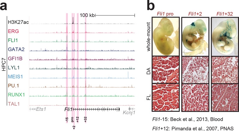 Figure 1—figure supplement 1.