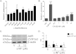 Supplementary Fig. IV