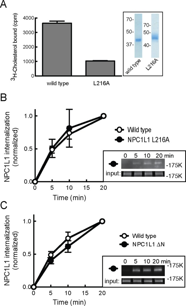 FIGURE 5: