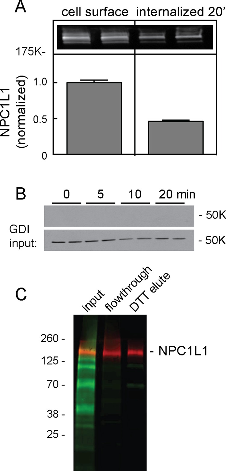 FIGURE 1: