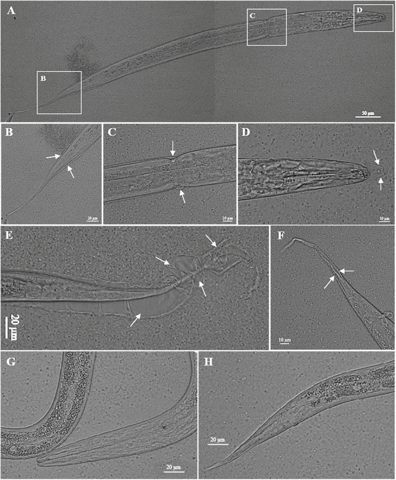 FIGURE 3