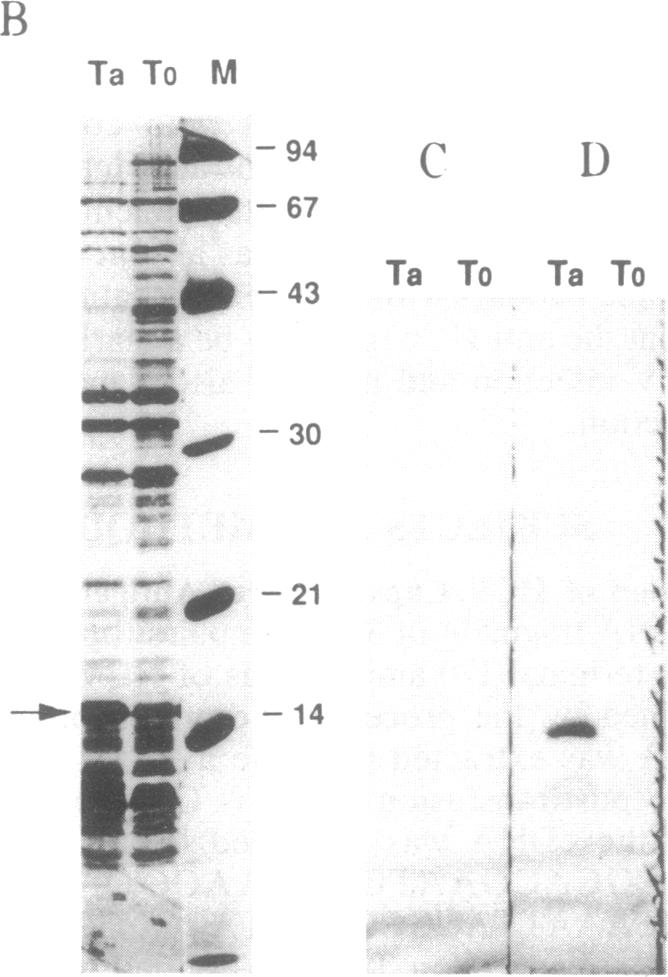 graphic file with name pnas01087-0282-a.jpg