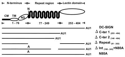 FIG. 1