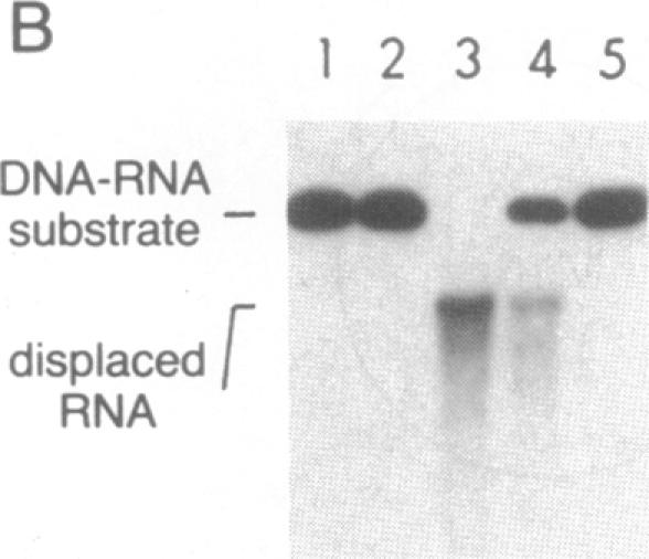 graphic file with name pnas01071-0348-c.jpg