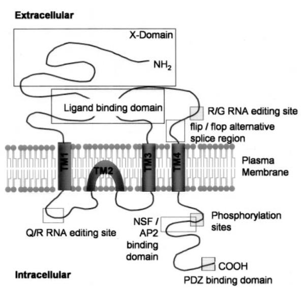 FIG. 1