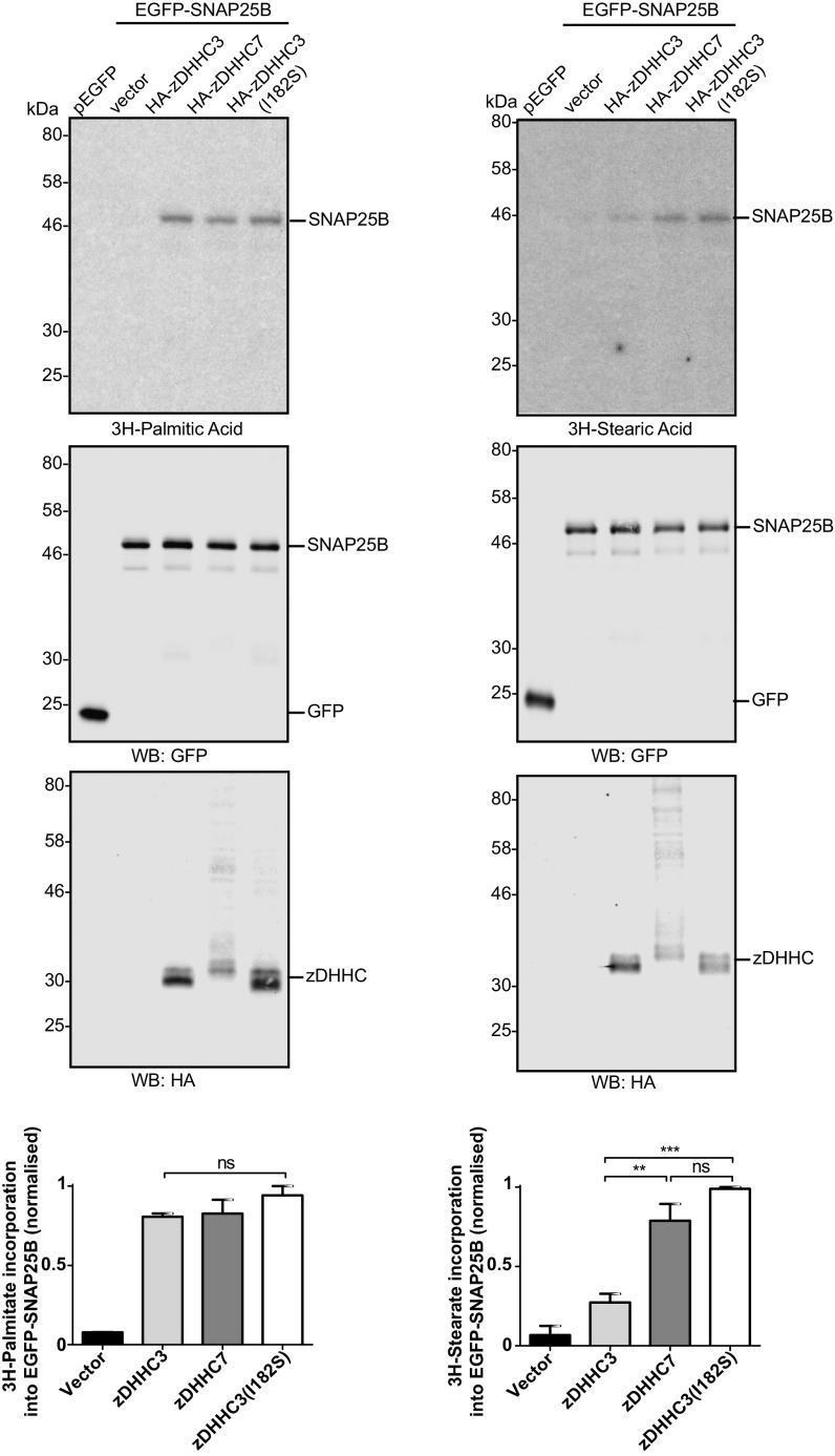 Fig. 9.