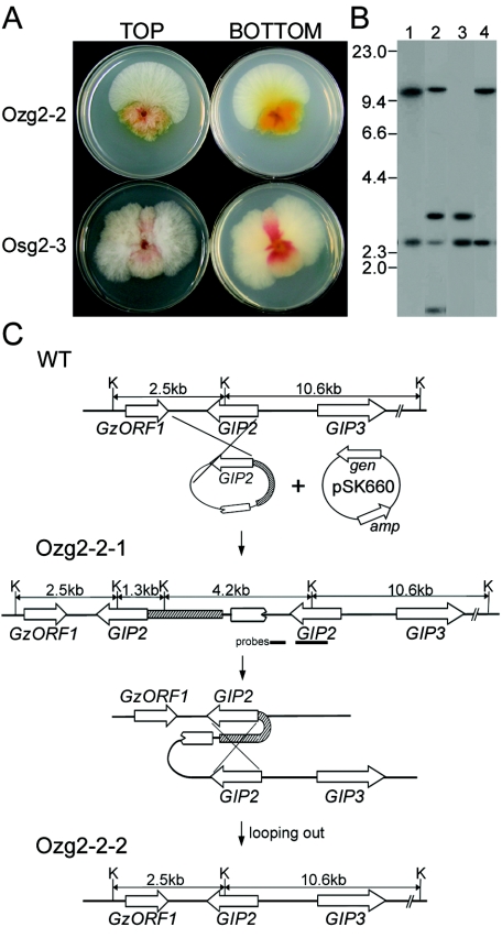 FIG. 6.