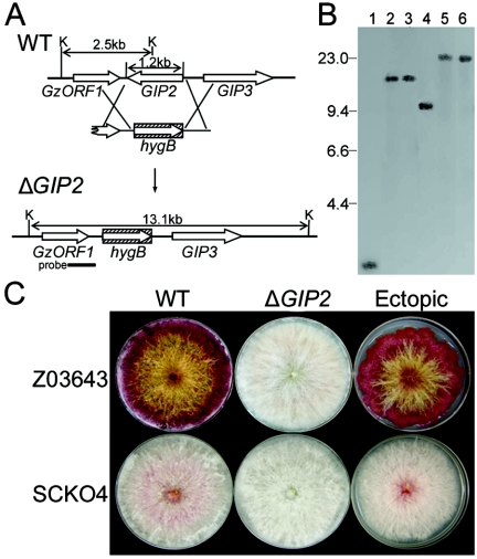 FIG. 2.