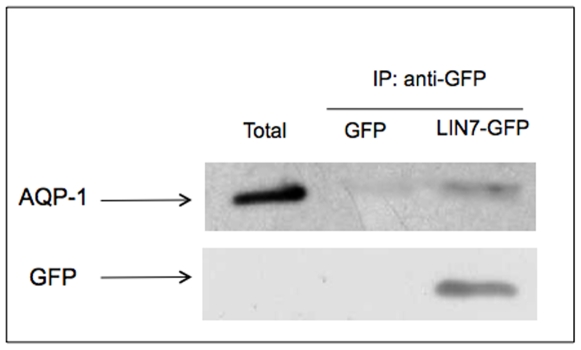 Figure 4.GFP-Lin7