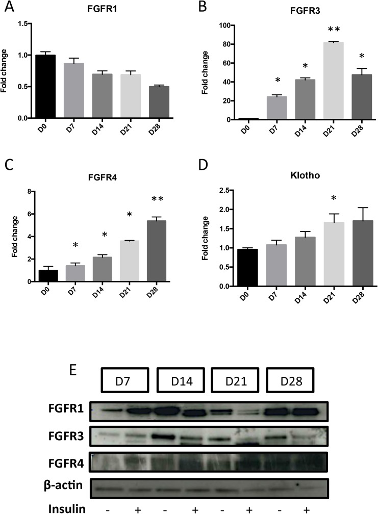 Fig 4