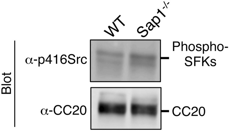 Fig. S5.