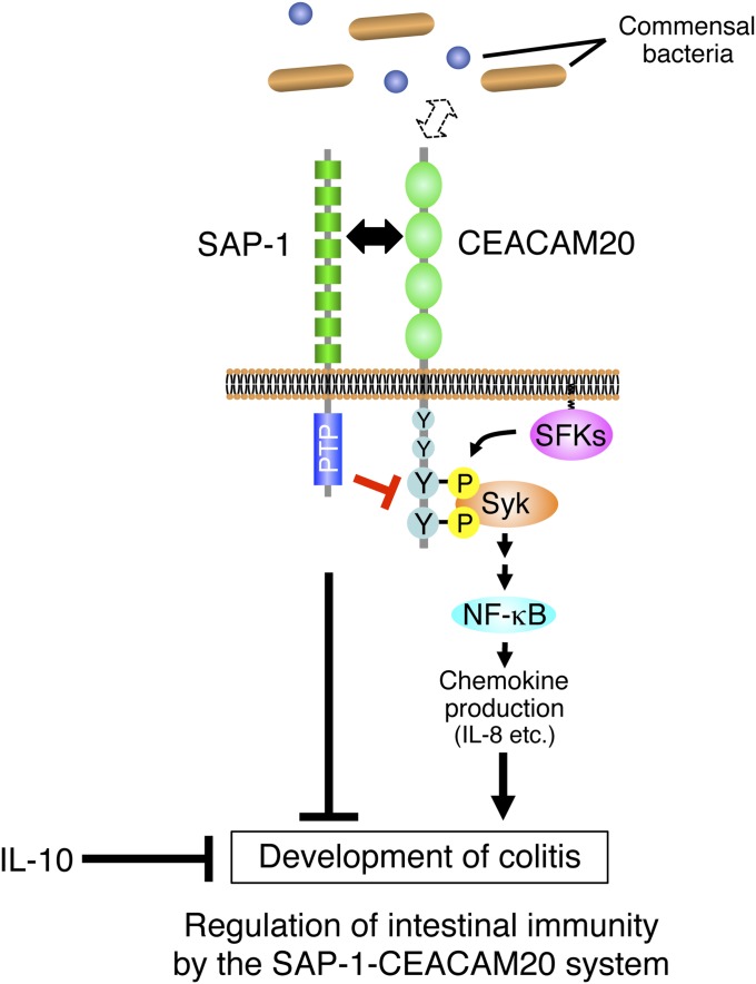 Fig. 7.