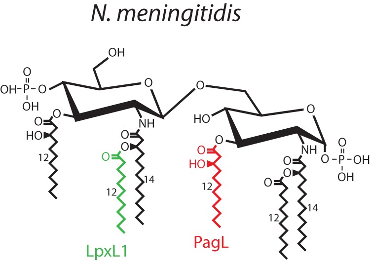 FIG 1