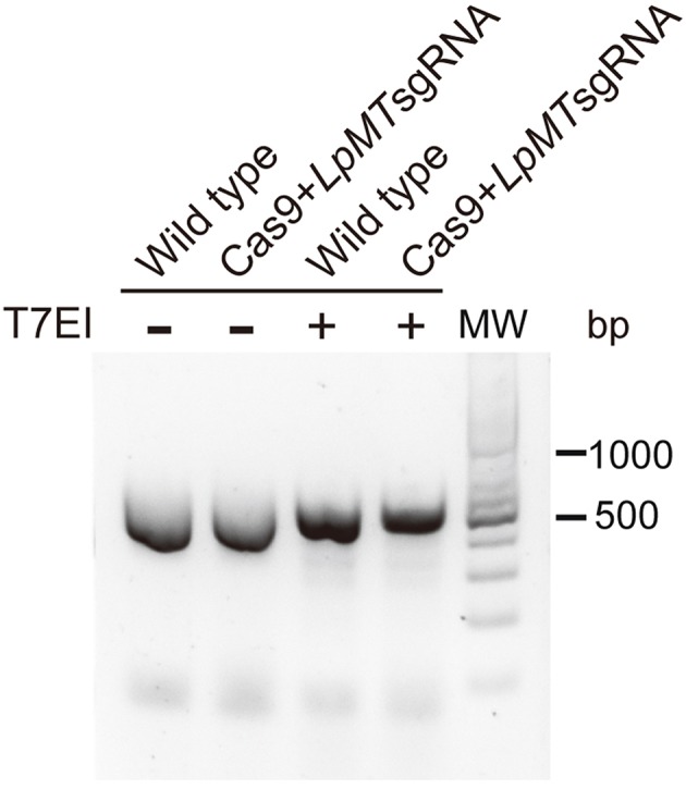 Figure 4