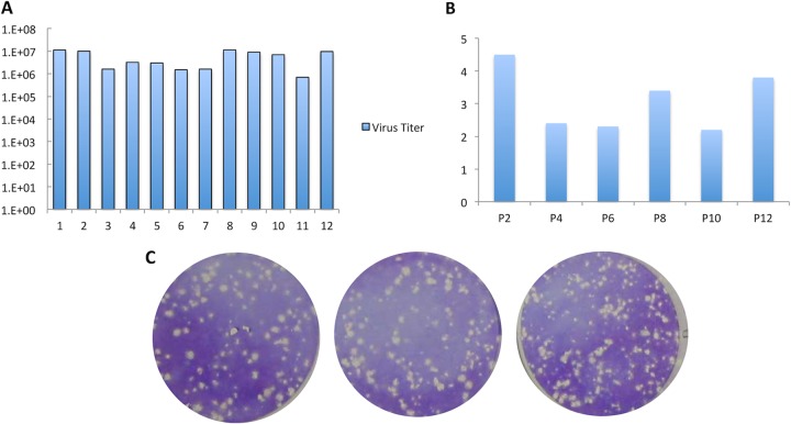 FIG 1