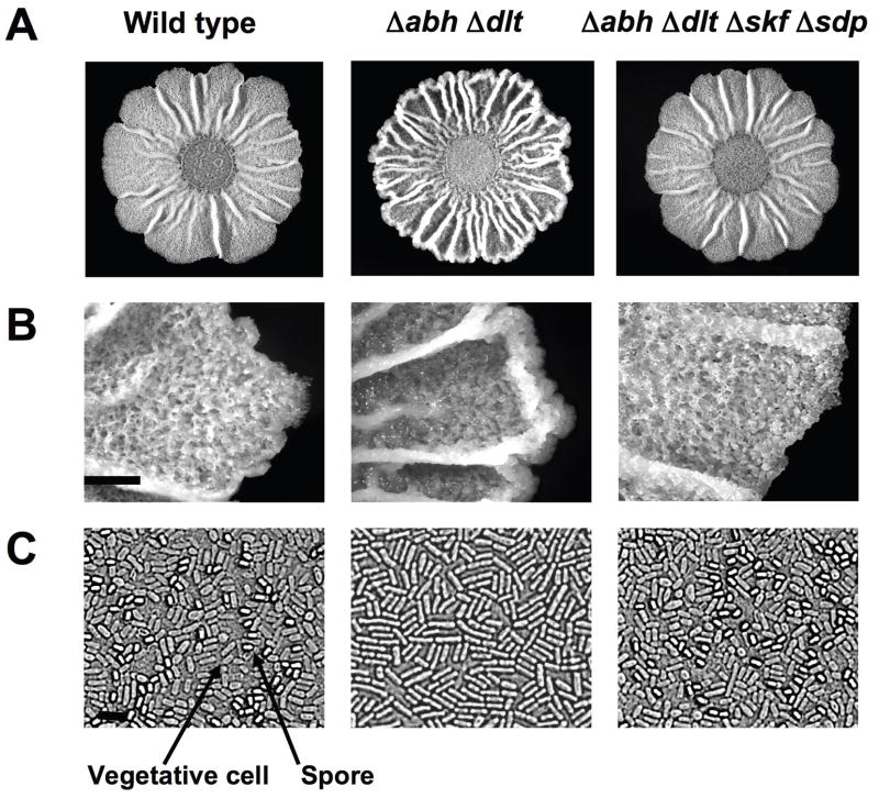 Fig. 4