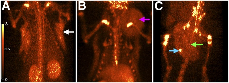 FIGURE 3.