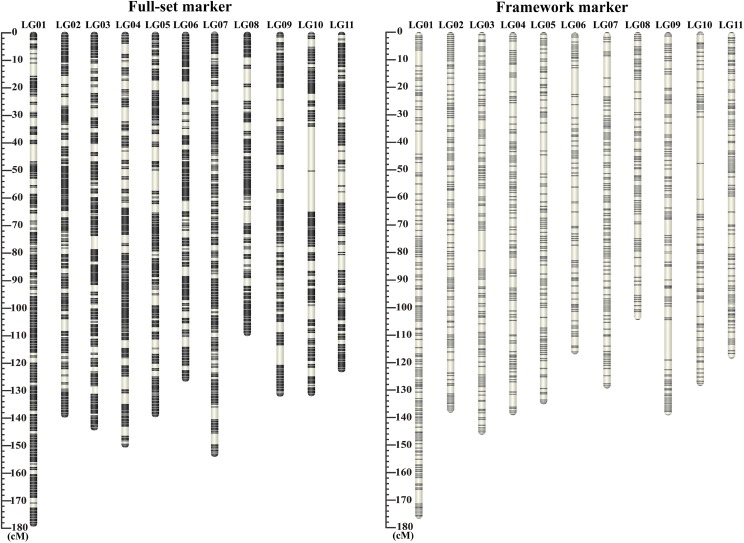 Genome Wide Variant Identification - 3663f1
