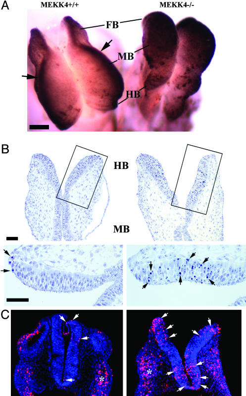 Fig. 5.