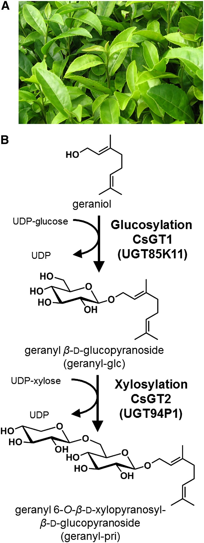 Figure 1.